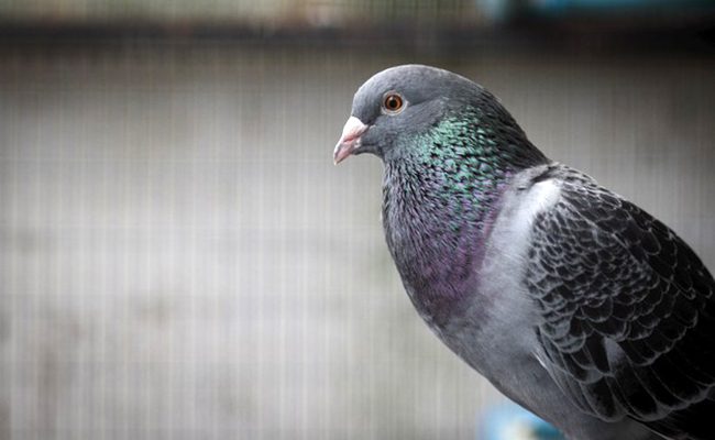 pigeon-voyageur-091126