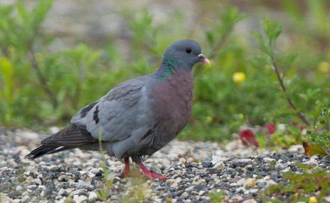 Pigeon colombin. Famille des Columbidés. Ordre : Columbiformes
